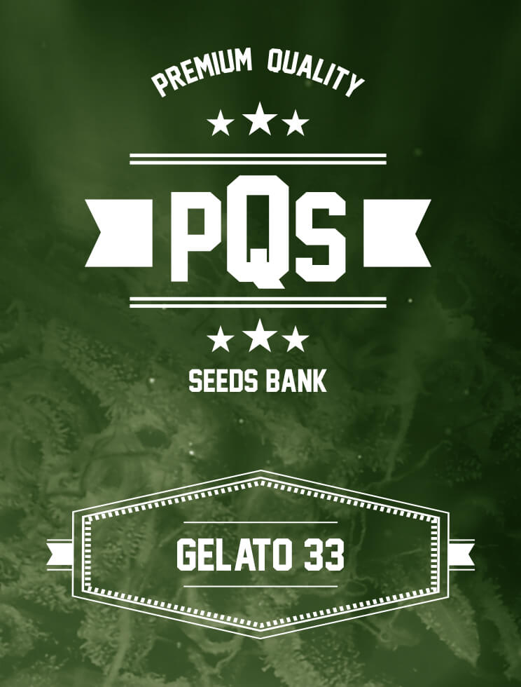 Gelato 33 - Premium Quality Seeds